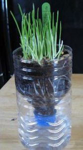 Reuse and replenish with self-watering planters made of old plastic bottles
